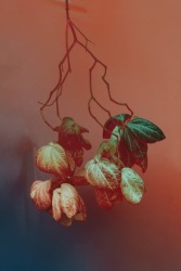 Elsa Leydier, Untitled #14