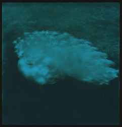 Simone Kappeler, Weisser Pfau XXXIII, 5.4.2018