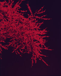 Simone Kappeler, Cherry tree, Wolfikon, 18.4.2022