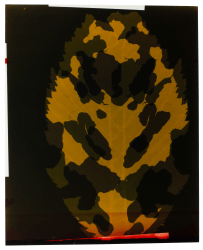 Eva-Fiore Kovacovsky, Fotogramm / Hainbuche