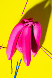 Larissa Ambachtsheer, Pink Bananas