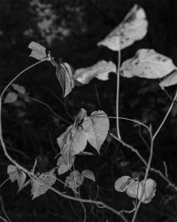 Donavon Smallwood, Languor 20