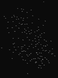 Kacper Kowalski, Arché #53