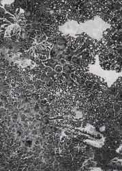 Tjitske Oosterholt, Hidden life