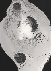 Tjitske Oosterholt, Internal being