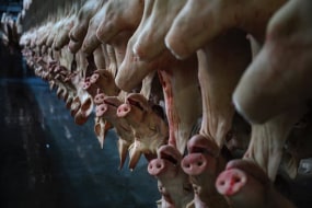 Kadir van Lohuizen, Pigs