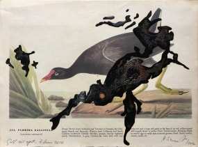 Alke Schmidt, Birds of America 0706 FloridaGallinule