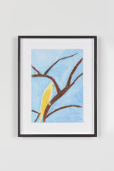 Valgerður Sigurðardóttir, Parrot Series