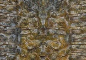 Elisabeth Trenkwalder, no title