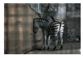 Roderik Henderson, Zebra from the series ''BEAST''
