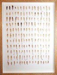 Anne Geene, Mini leaves (arabidopsis arenosa)