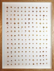 Anne Geene, Mini leaves (glechoma hederacea)