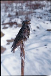 Lois Weinberger, Frozen Starling