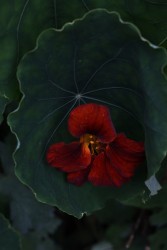 Elspeth Diederix, Sea of Nasturtium Dark Flower