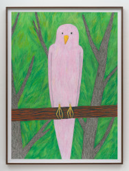 Valgerður Sigurðardóttir, Parrot Series
