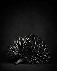 Vincent Lagrange, ECHIDNA