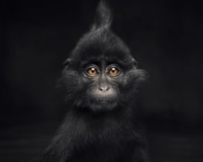 Vincent Lagrange, LITTLE BLACK CRESTED MANGABEY