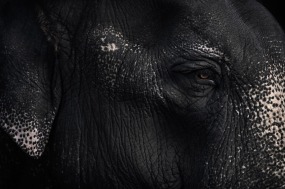 Vincent Lagrange, ASIAN ELEPHANT – CLOSE UP