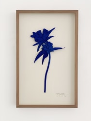 Driessens & van den Baar, Kruisblad Gentiaan