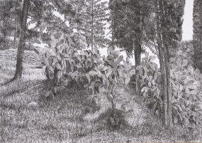 Samah Shihadi, Mi'ar