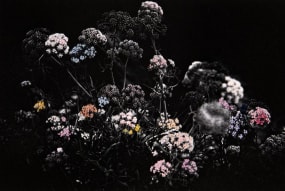 Aimée Hoving, Little pastel Ferula