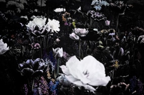 Aimée Hoving, Spring Border Mix