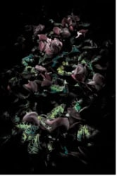 Aimée Hoving, Light red Cyclamen