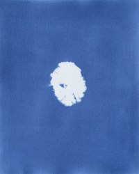 Dekkers & Co., Derbesia Marina