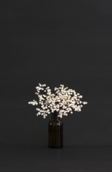 Inez Smit, Sambucus Negra