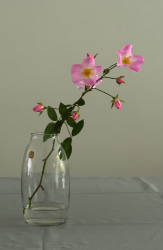 Inez Smit, Rose Mira