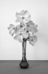 Inez Smit, Rose Mira (b/w)