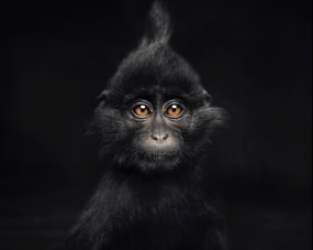 Vincent Lagrange, Little Black Crested Mangabey