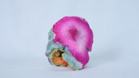 Pedro Matias, Bone Coralia