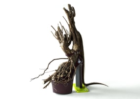 Silvia B, Noah's Dance