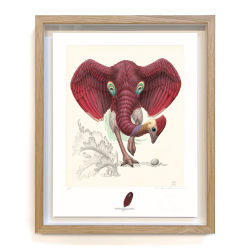 Raoul Deleo, Dromopterix Elephoenicus