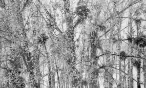 Mirjam Abraas, Viscum Album