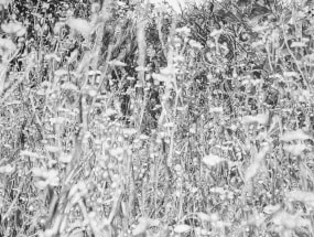 Mirjam Abraas, TARAXACUM OFFICINALE