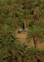 Mounir Raji, Car & Palmtrees