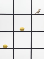 Hans van Asch, Grid met twee citroenen diagonaal en de mus in de rechterbovenhoek