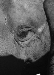 Charlotte Dumas, Entendue VI