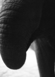 Charlotte Dumas, Entendue VIII