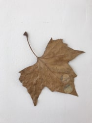 Meschac Gaba, Trading Art, the Museum Shop - Leaf