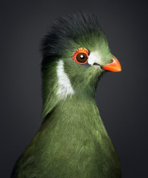 Vincent Lagrange, The Guinea Turaco
