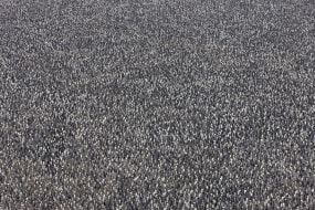 Ingo Arndt, King Penguin