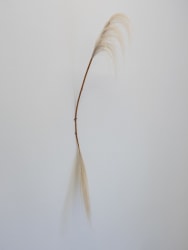 Nomin Zezegmaa, The Wind on the Other Side