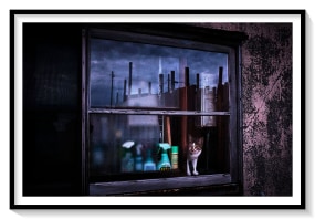 Yasuhiro Ogawa, Seaside Cat