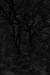 Vincent van Gaalen, Absence, Cabañeros, Spain