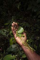 Michelle Piergoelam, Archival Pigment Print