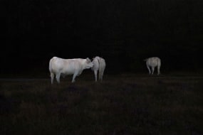 Nanouk prins, empty forest