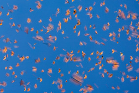 Ingo Arndt, Monarch Butterflies I - Mexico